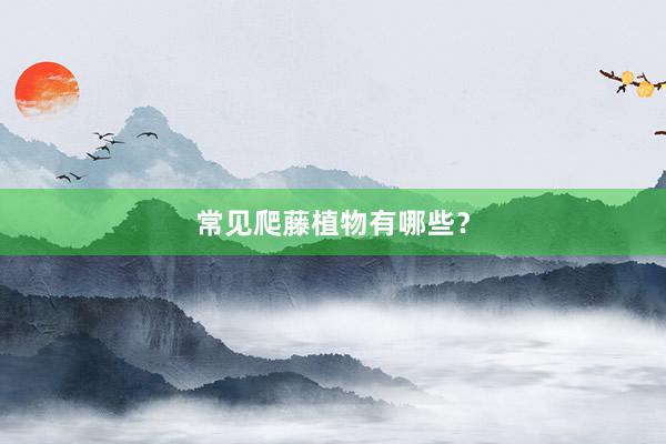 常见爬藤植物有哪些？